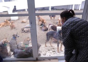 Cancelación de visita a albergue animal en GAM fue por incumplimiento de acuerdo por personal del Refugio Franciscano: Brugada