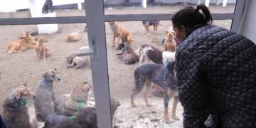 Cancelación de visita a albergue animal en GAM fue por incumplimiento de acuerdo por personal del Refugio Franciscano: Brugada