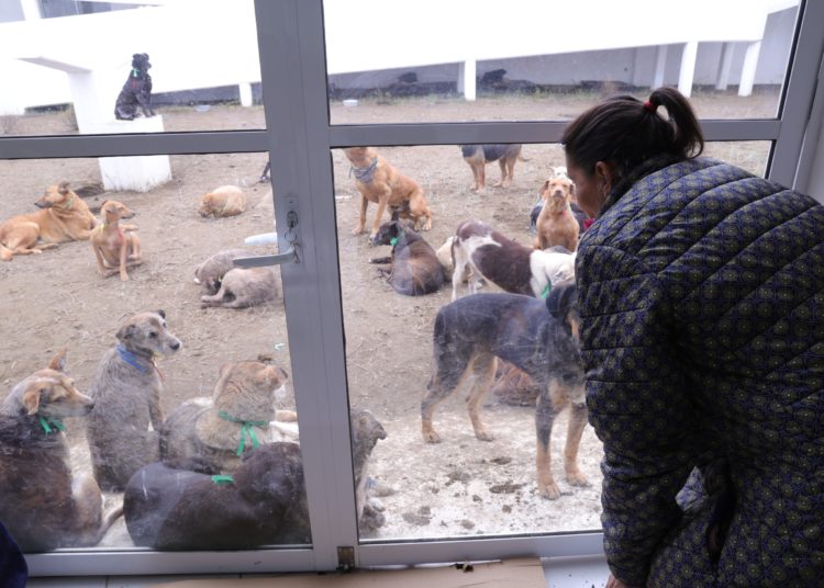 Cancelación de visita a albergue animal en GAM fue por incumplimiento de acuerdo por personal del Refugio Franciscano: Brugada