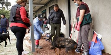 Diputados de Morena en CDMX comprueban buena atención a perros rescatados del Refugio Franciscano