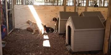 Brigada de Vigilancia Animal resguarda a 371 seres sintientes rescatados en Xochimilco