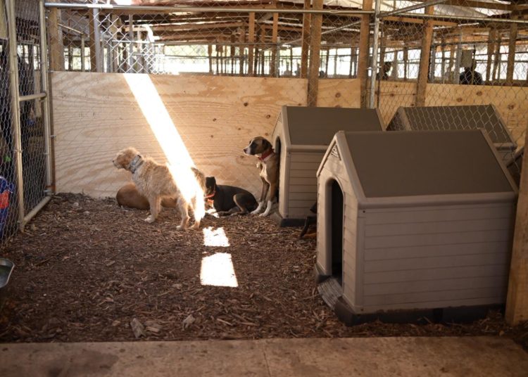 Brigada de Vigilancia Animal resguarda a 371 seres sintientes rescatados en Xochimilco