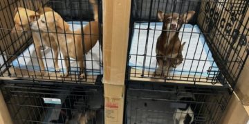 Abre Congreso CDMX registro para foros para construir ley de refugios de animales