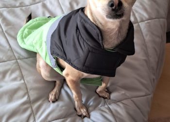 Aprueban en Congreso CDMX campañas de adopción responsable de animales en módulos de diputados capitalinos