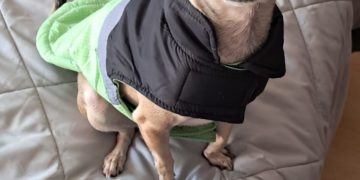 Aprueban en Congreso CDMX campañas de adopción responsable de animales en módulos de diputados capitalinos