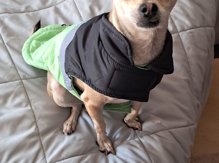 Aprueban en Congreso CDMX campañas de adopción responsable de animales en módulos de diputados capitalinos