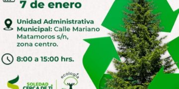 Ayuntamiento de Soledad habilita centro de acopio de árboles navideños naturales