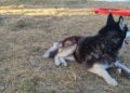 Autoridades rescatan a Husky tras denuncia por presunto maltrato en Álvaro Obregón
