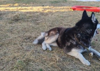 Autoridades rescatan a Husky tras denuncia por presunto maltrato en Álvaro Obregón