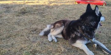 Autoridades rescatan a Husky tras denuncia por presunto maltrato en Álvaro Obregón