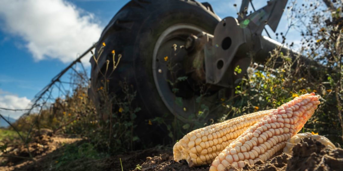 Pagará Agricultura la próxima semana incentivos a productores de maíz blanco