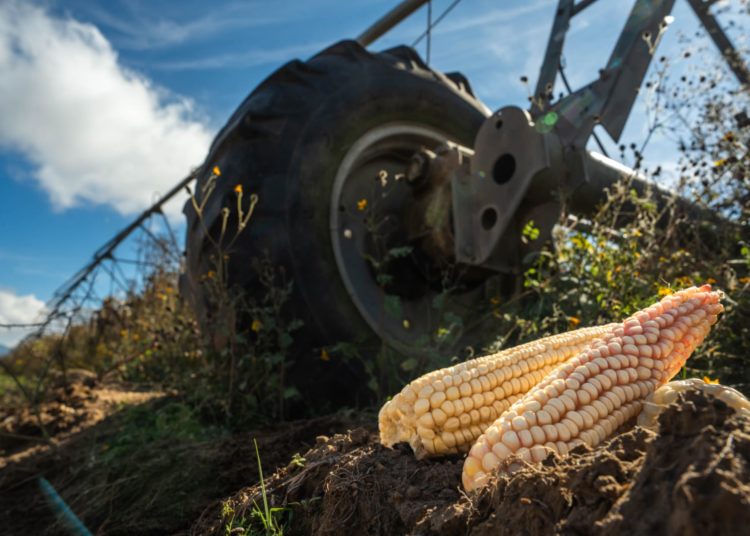Pagará Agricultura la próxima semana incentivos a productores de maíz blanco