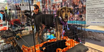 Del abandono al abrazo: 35 “perros peregrinos” encuentran familia en la GAM