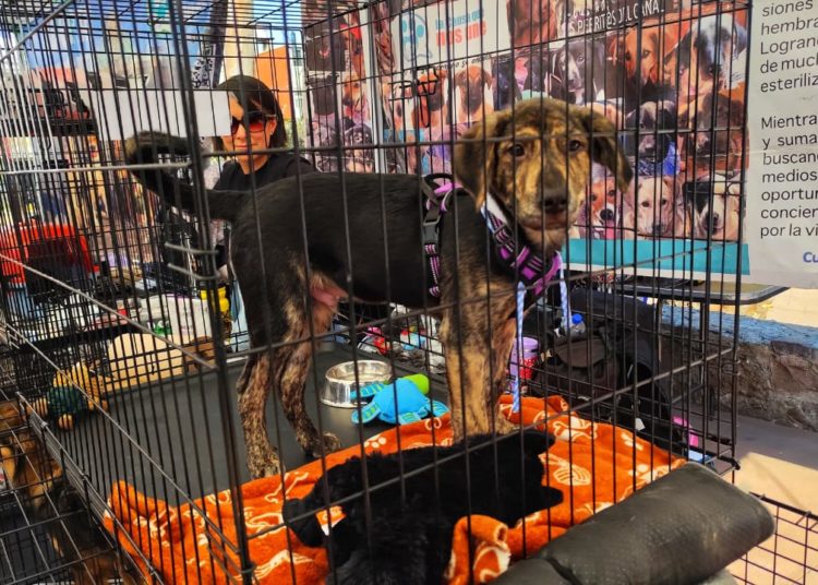 Del abandono al abrazo: 35 “perros peregrinos” encuentran familia en la GAM