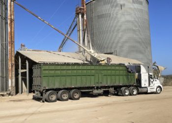 Apoyos al maíz superan los mil 800 mdp en ocho estados