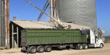 Apoyos al maíz superan los mil 800 mdp en ocho estados