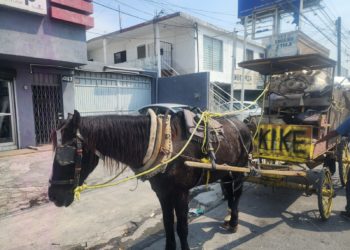 Detienen a sujeto por maltrato animal en Monterrey