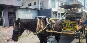 Detienen a sujeto por maltrato animal en Monterrey