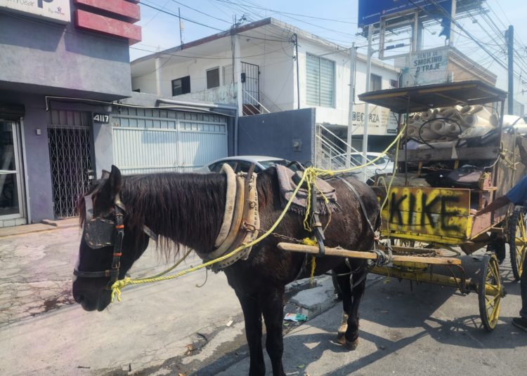 Detienen a sujeto por maltrato animal en Monterrey