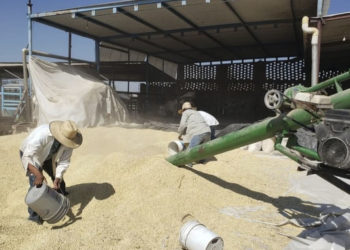 Agiliza AGRICULTURA cerca de 26 mil pagos a productoras y productores de maíz blanco