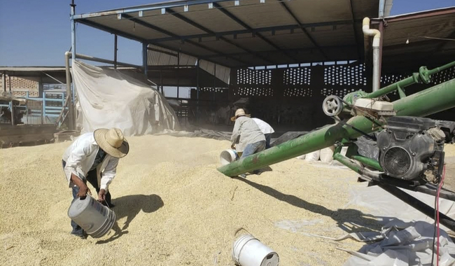Agiliza AGRICULTURA cerca de 26 mil pagos a productoras y productores de maíz blanco
