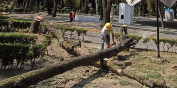 Consolidan a la Benito Juárez como una alcaldía verde