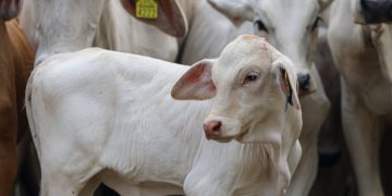 Señalan irregularidades en procedencia de reses del programa federal en Tabasco