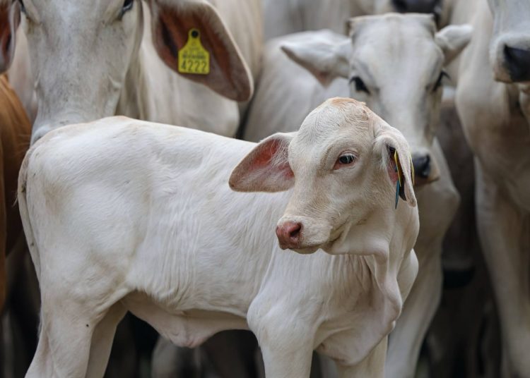 Señalan irregularidades en procedencia de reses del programa federal en Tabasco