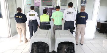Policía Morelia detiene a dos personas por venta ilegal de cachorros en vía pública