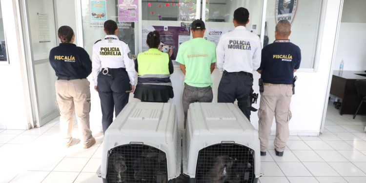 Policía Morelia detiene a dos personas por venta ilegal de cachorros en vía pública