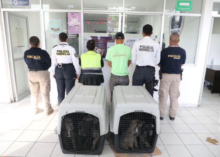 Policía Morelia detiene a dos personas por venta ilegal de cachorros en vía pública