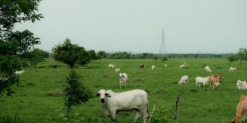 En Sudamérica, empresa mexicana reproduce el proyecto estimulación de lluvias para mitigar sequía e incrementar volumen de agua en embalses