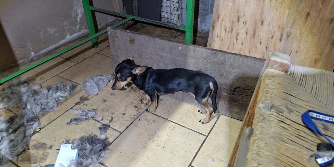 Rescatan en Apatzingán a cinco ejemplares caninos víctimas de maltrato y abandono