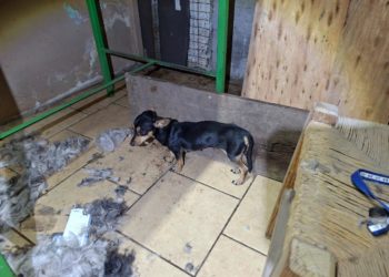 Rescatan en Apatzingán a cinco ejemplares caninos víctimas de maltrato y abandono