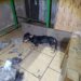 Rescatan en Apatzingán a cinco ejemplares caninos víctimas de maltrato y abandono