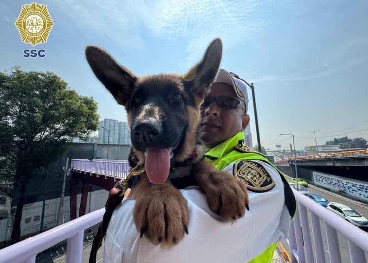 ERUM incorpora a “Indara” para fortalecer labores de búsqueda y rescate urbano