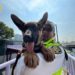 ERUM incorpora a “Indara” para fortalecer labores de búsqueda y rescate urbano